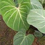 Philodendron gloriosum