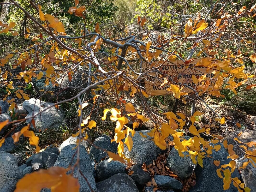 Nothofagus macrocarpa leaf