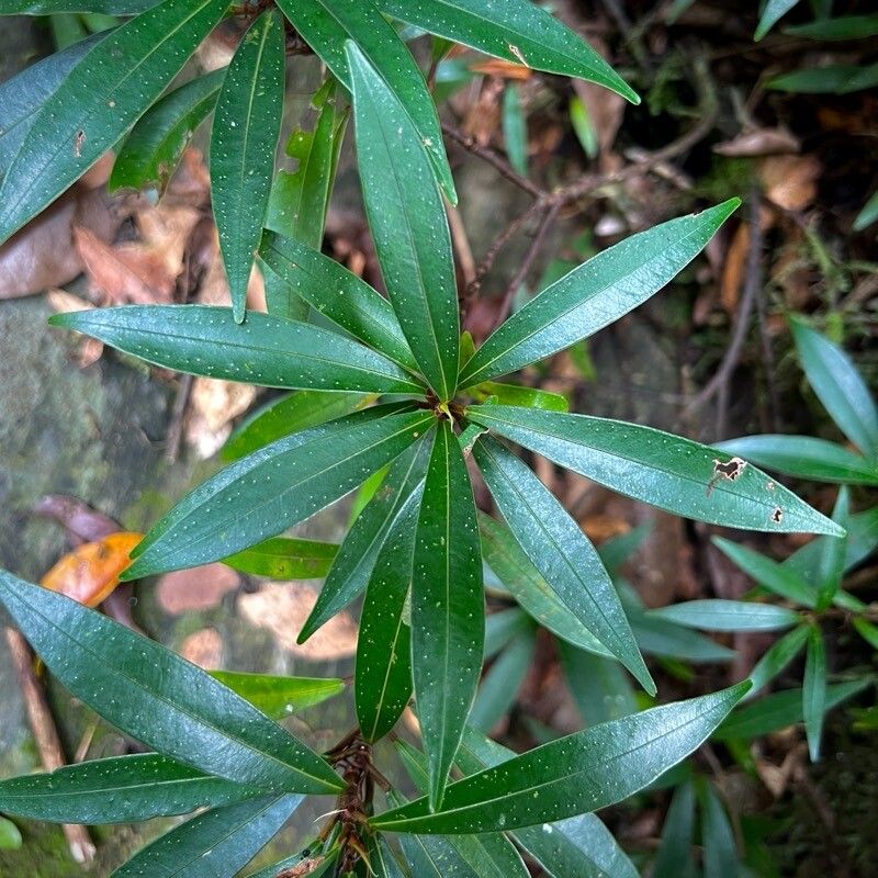 Ficus cataractorum — houseplant care guide