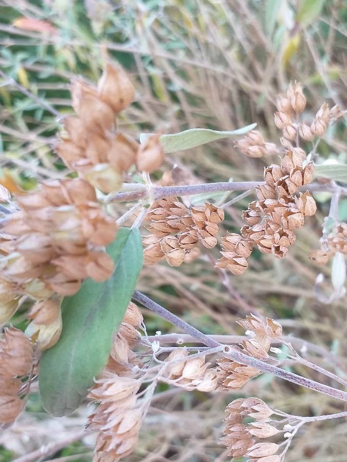 Caryopteris clandonensis — related species from the same genus