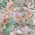 Caryopteris clandonensis