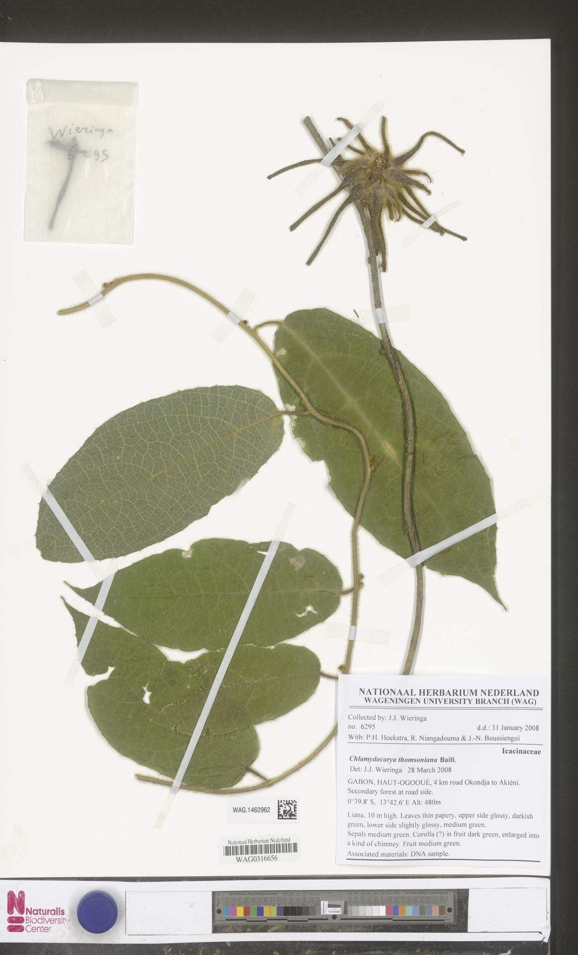 Pyrenacantha thomsoniana — houseplant care guide