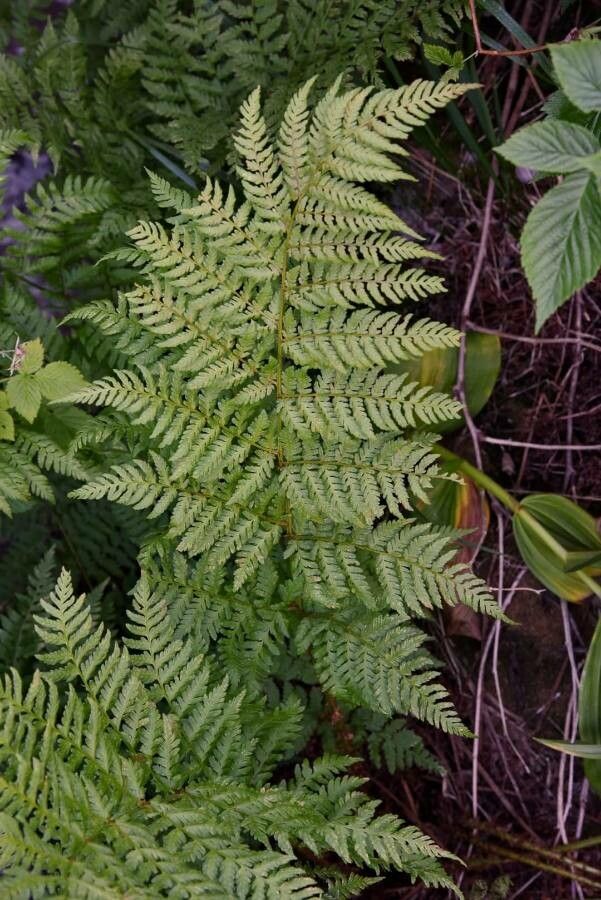 Dryopteris expansa leaf