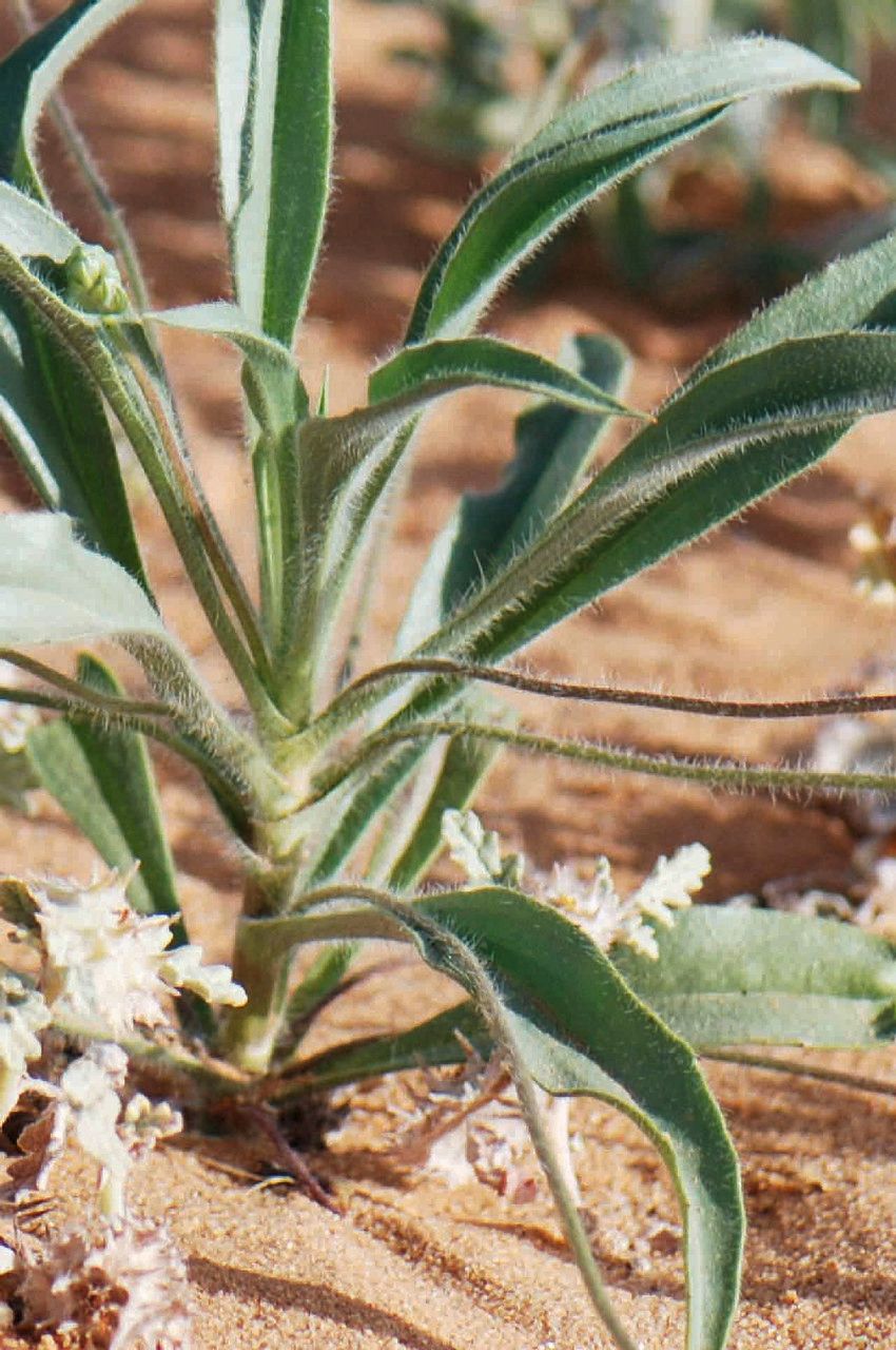 Plantago amplexicaulis — search result for 'Plantago'