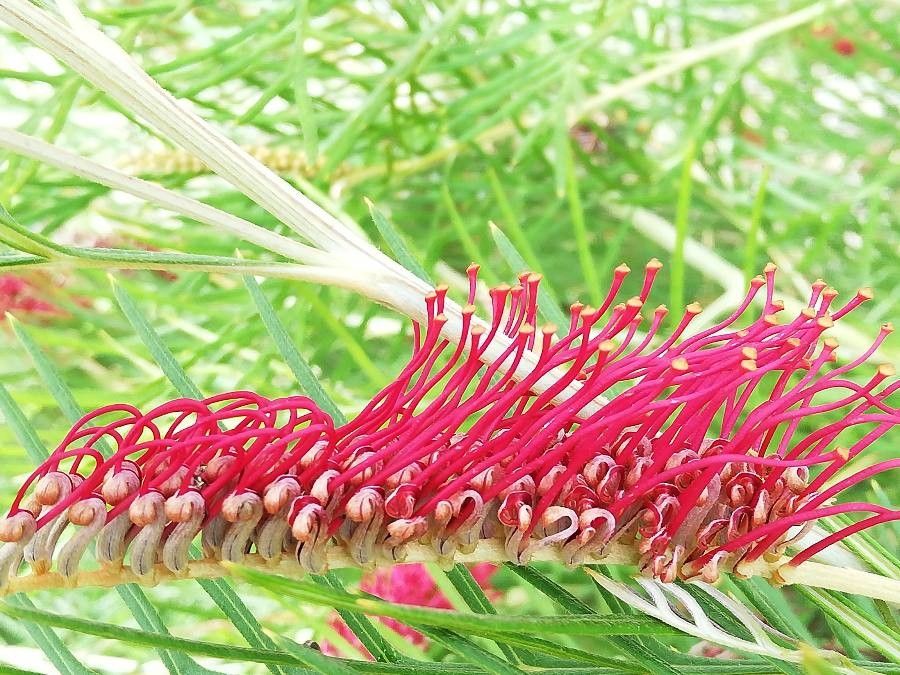 Grevillea tetragonoloba flower