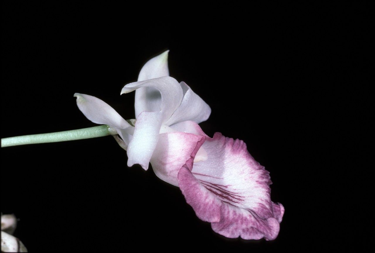 Warczewiczella amazonica flower