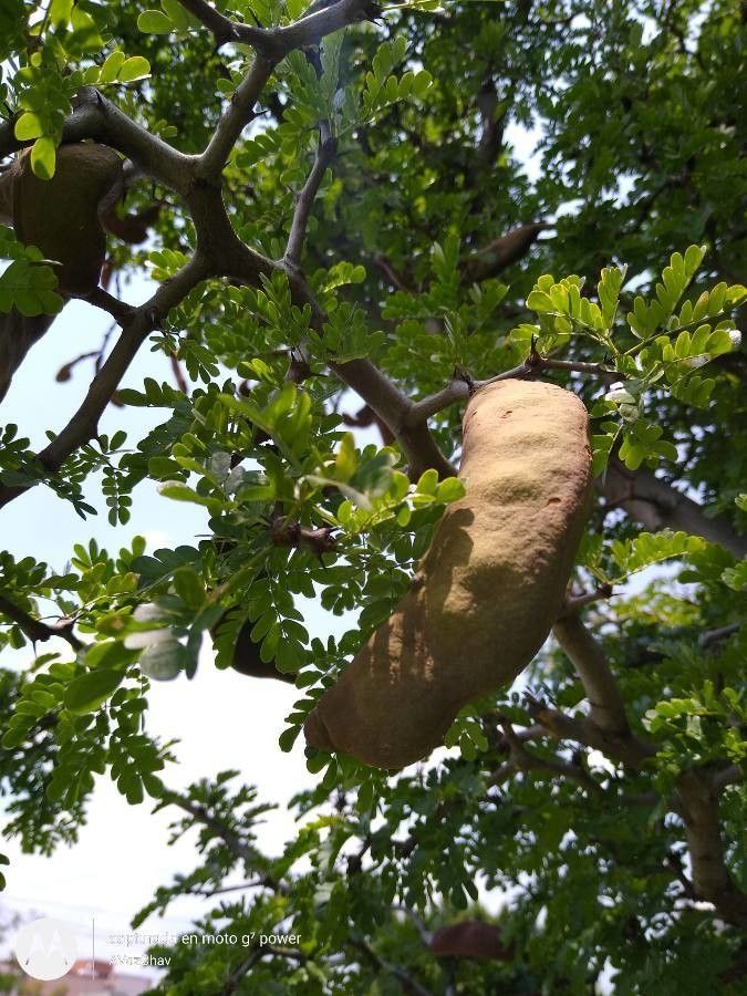 Ebenopsis ebano fruit