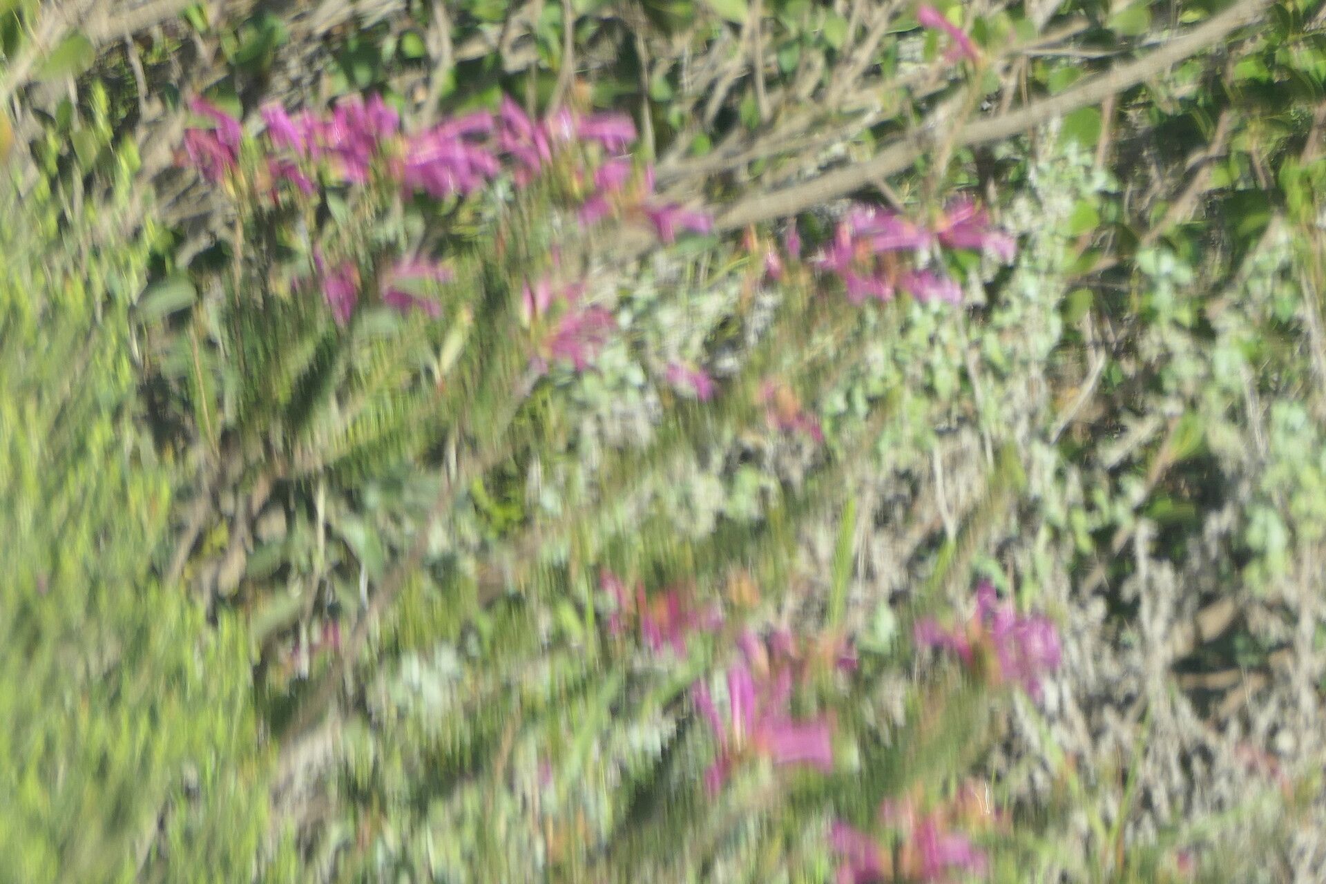 Erica abietina flower
