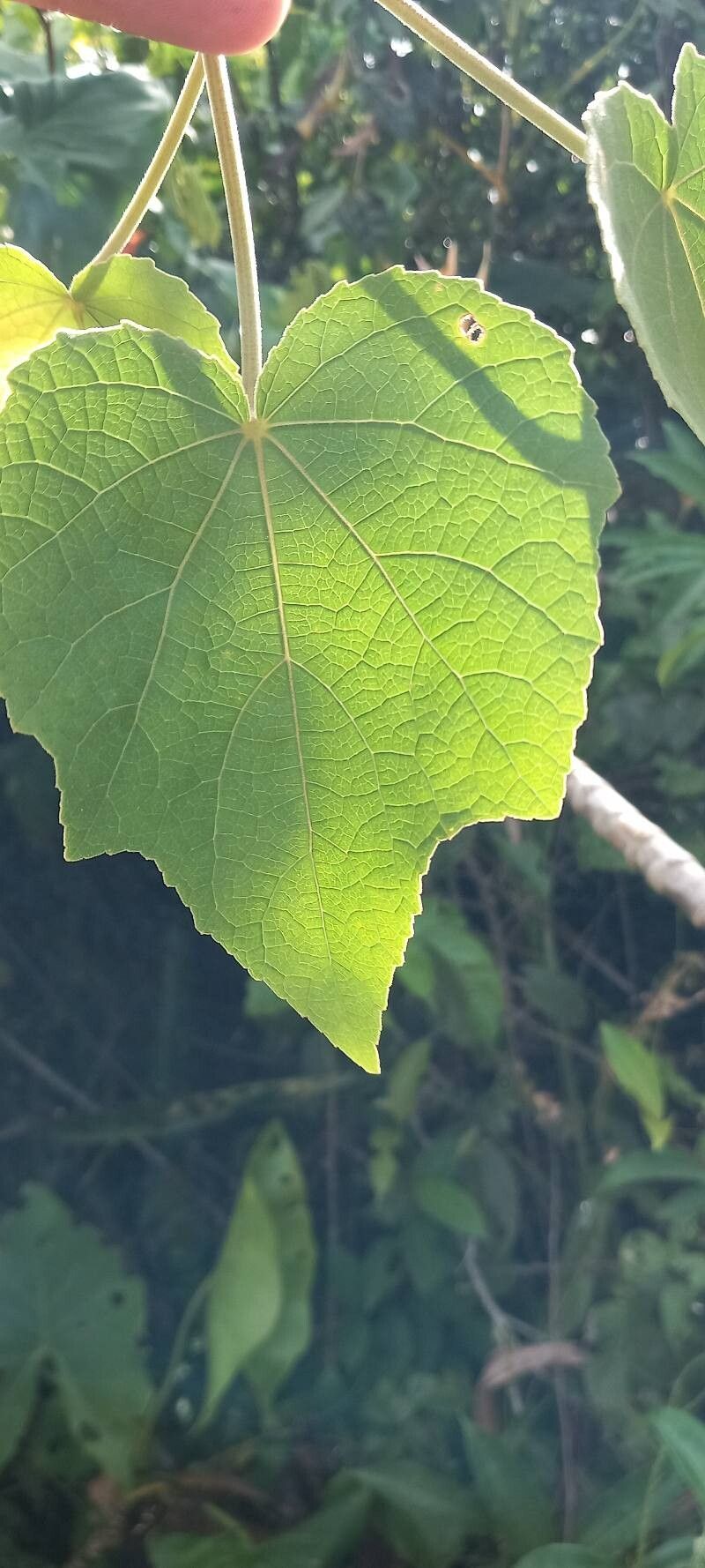 Hibiscus bifurcatus — houseplant care guide