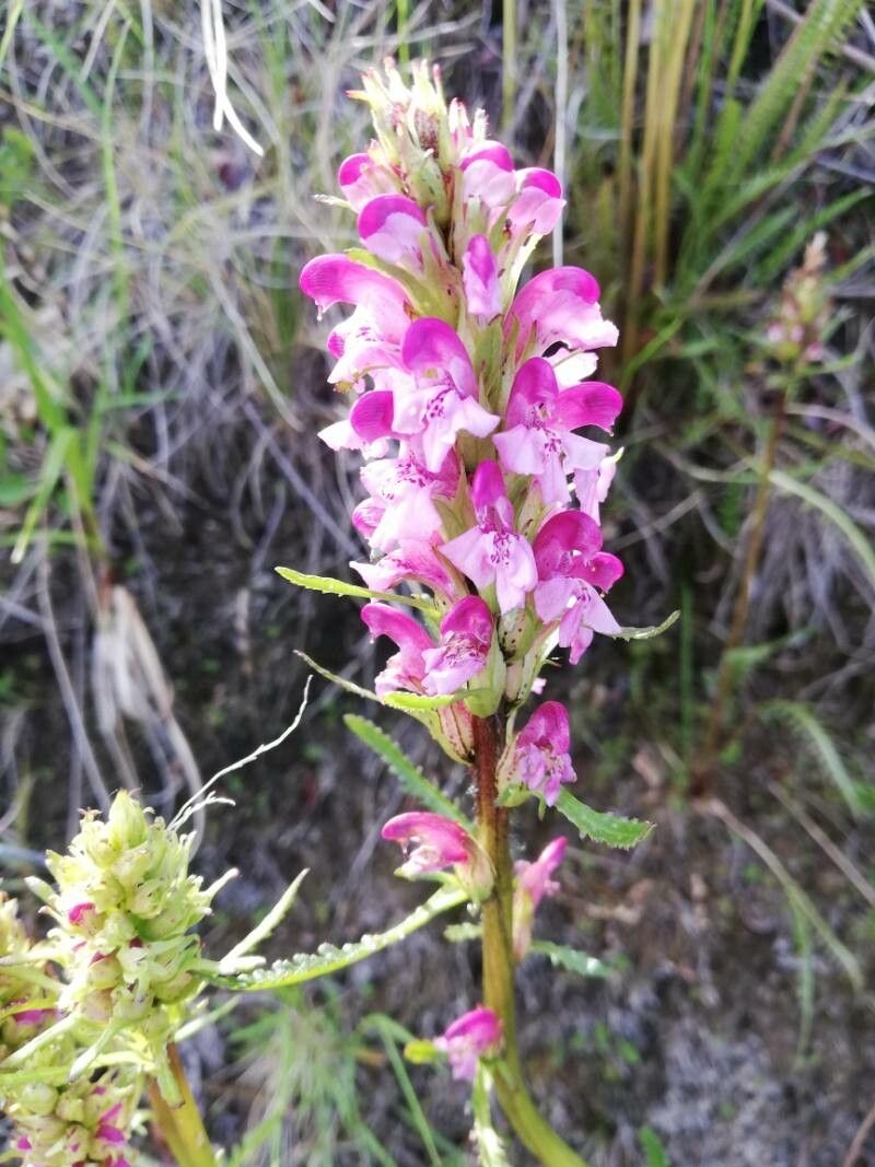 Pedicularis sudetica — search result for 'Poland'