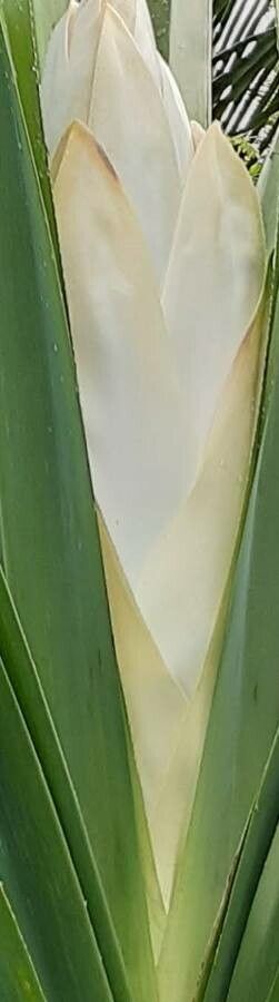 Phragmites mauritianus flower