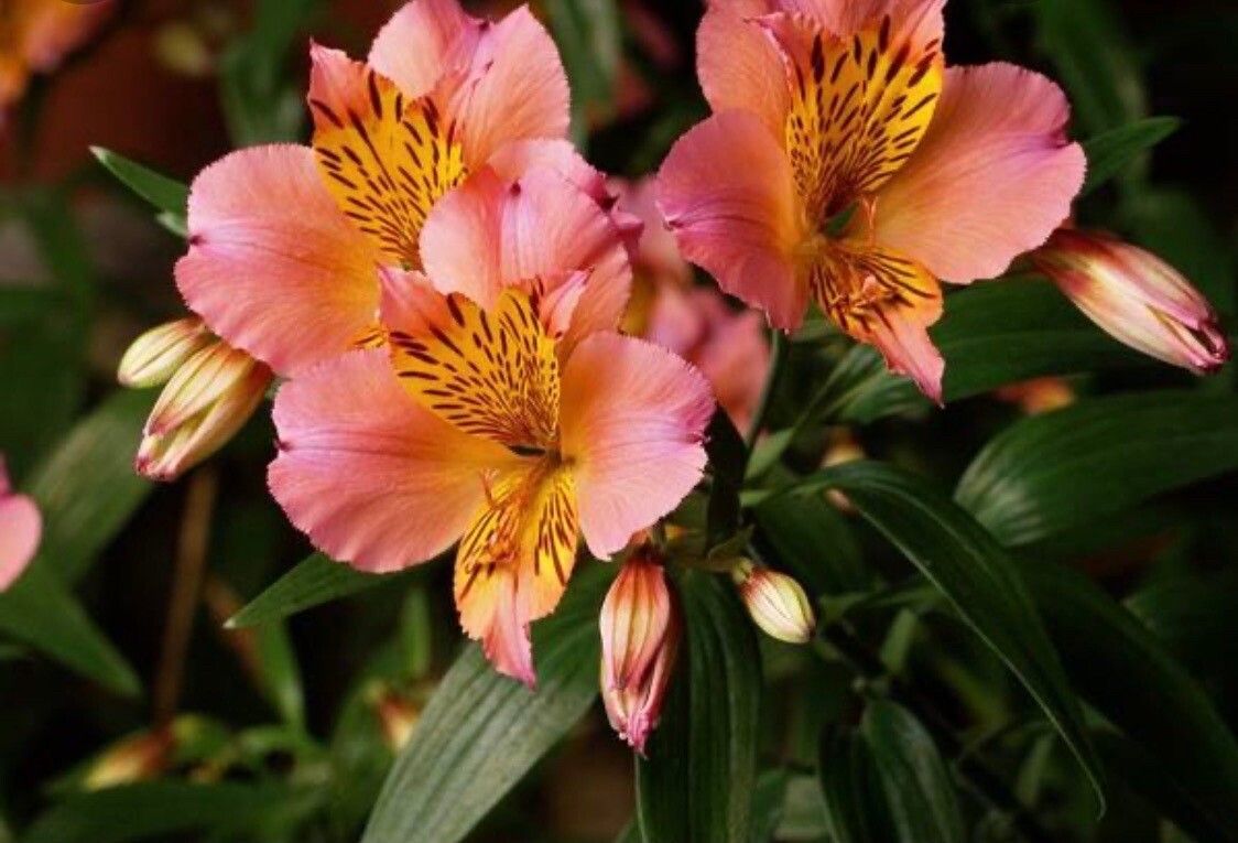 Alstroemeria speciosa — search result for 'Alstroemeria'