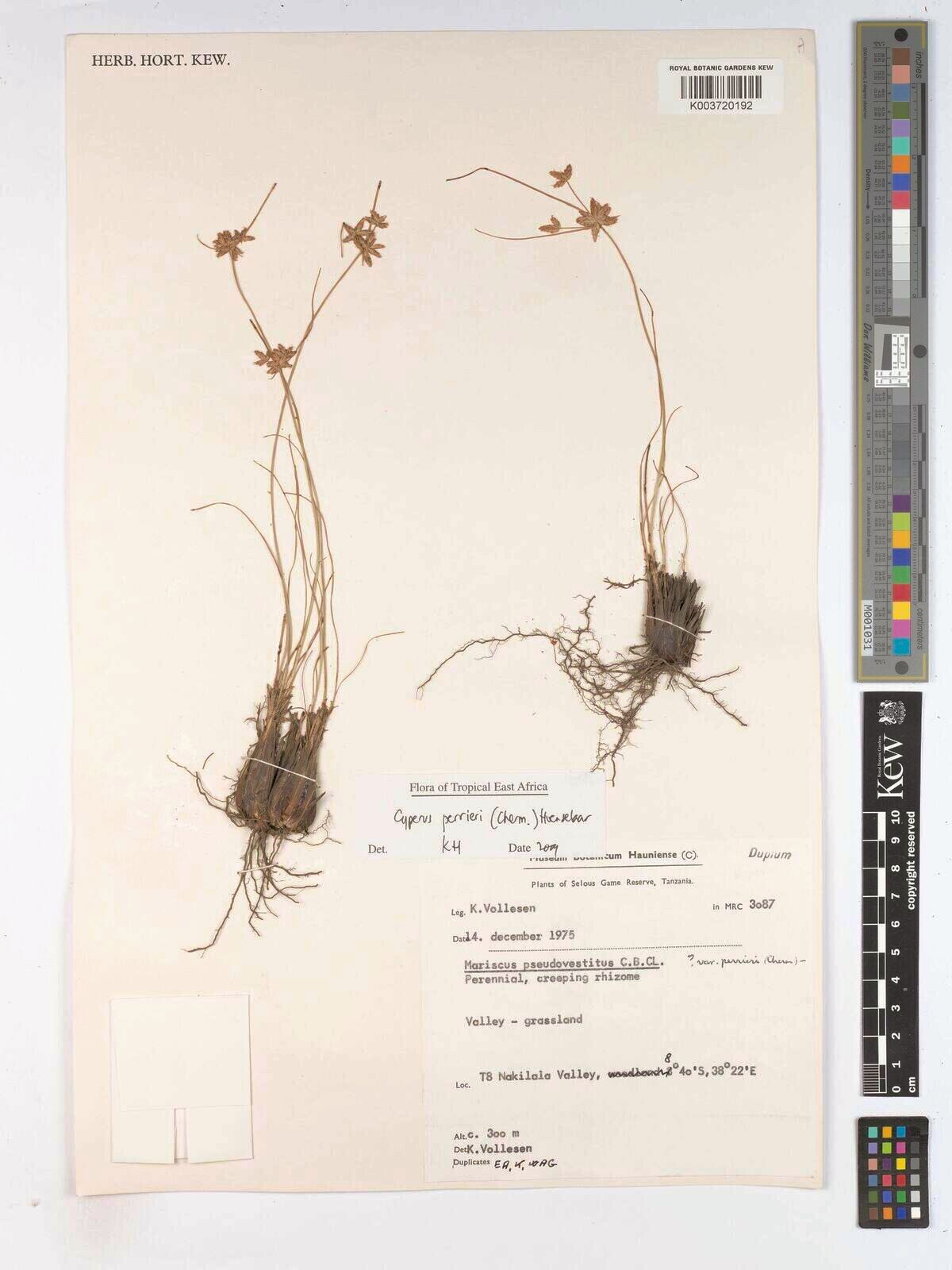 Cyperus perrieri — houseplant care guide
