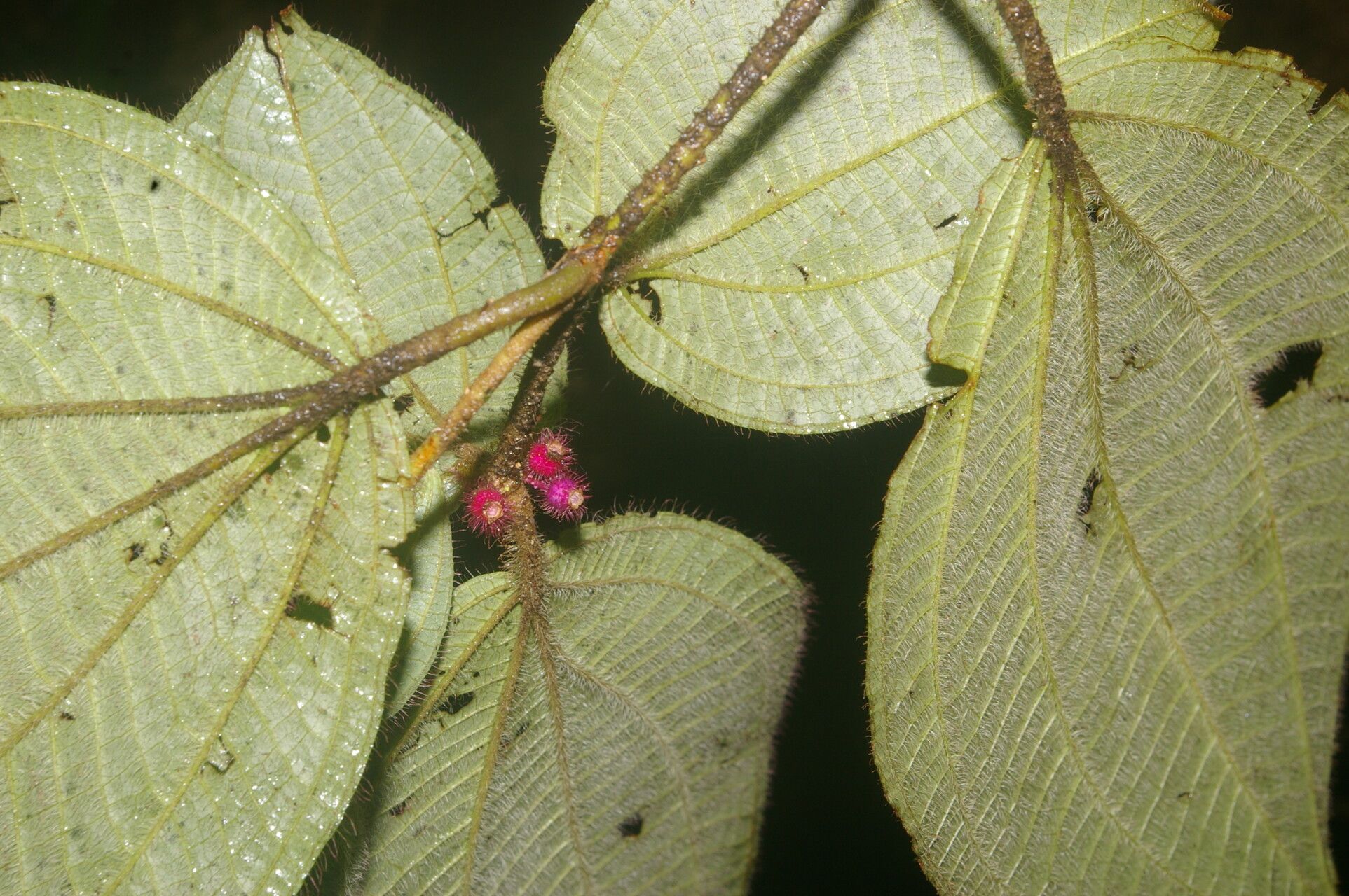 Miconia reitziana — search result for 'Miconia'