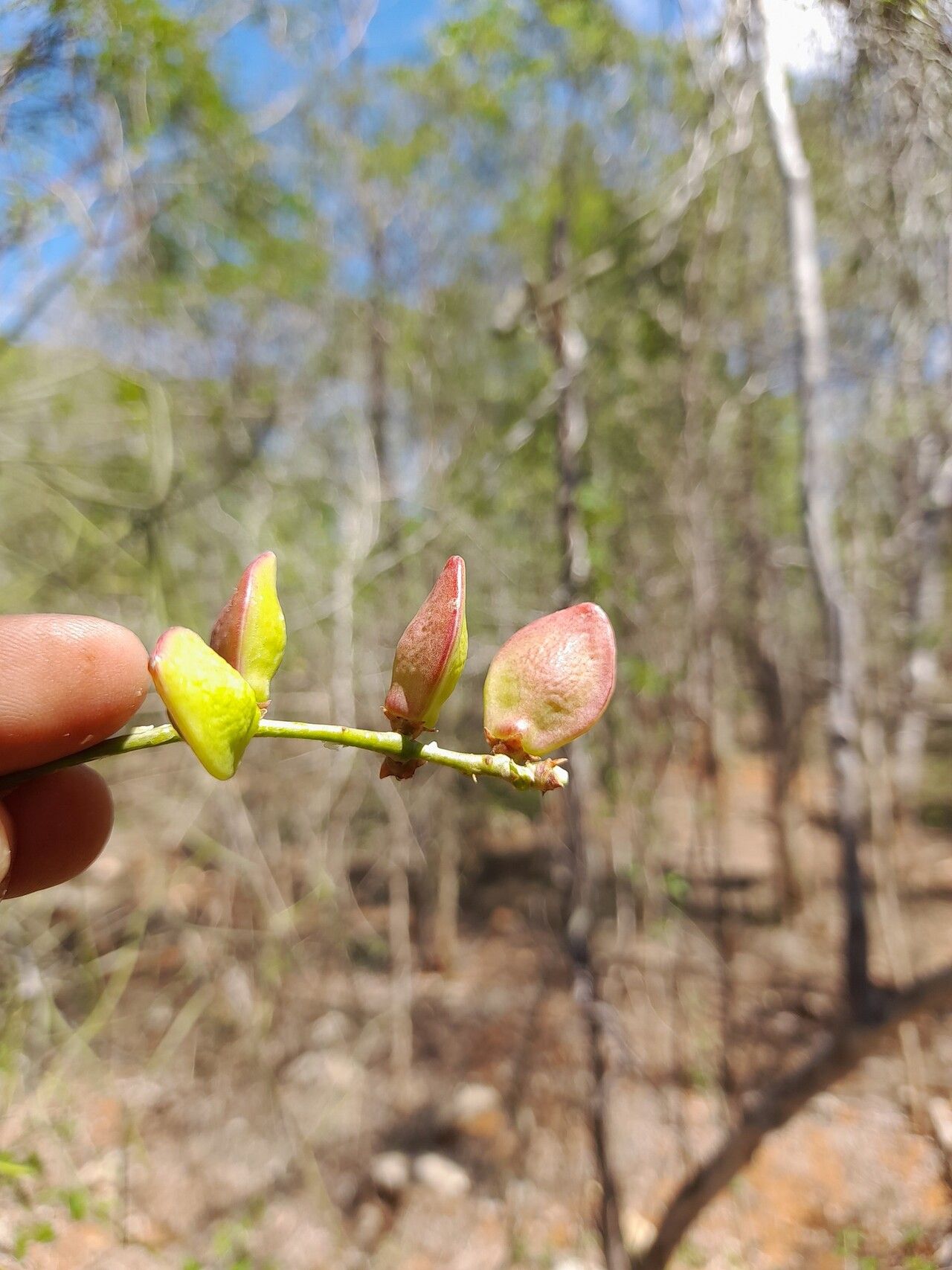 Commiphora pterocarpa fruit