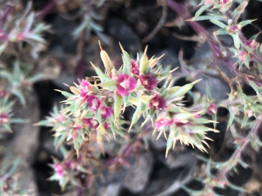 Kali soda — houseplant care guide