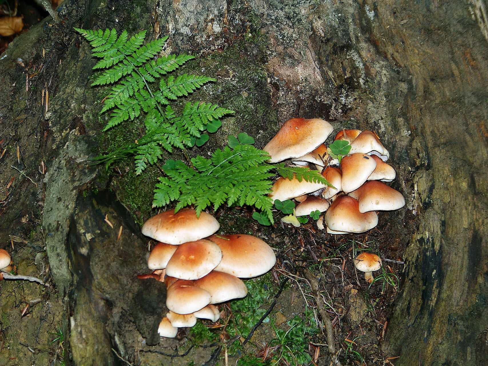 Cystopteris montana — search result for 'and Greenland'