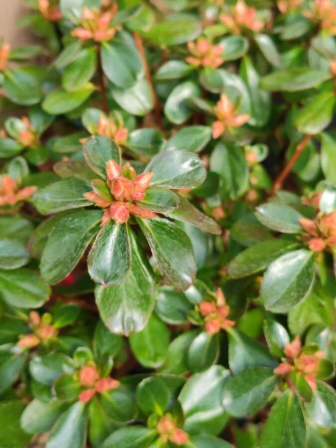 Rhododendron japonicum leaf