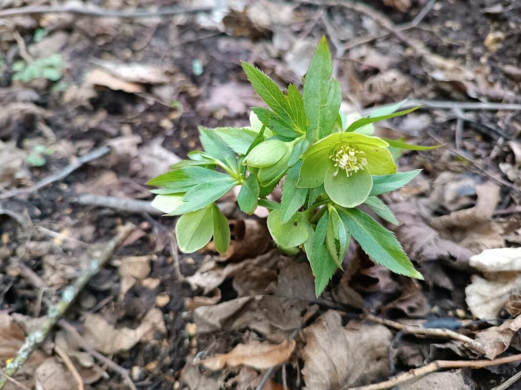Helleborus dumetorum flower