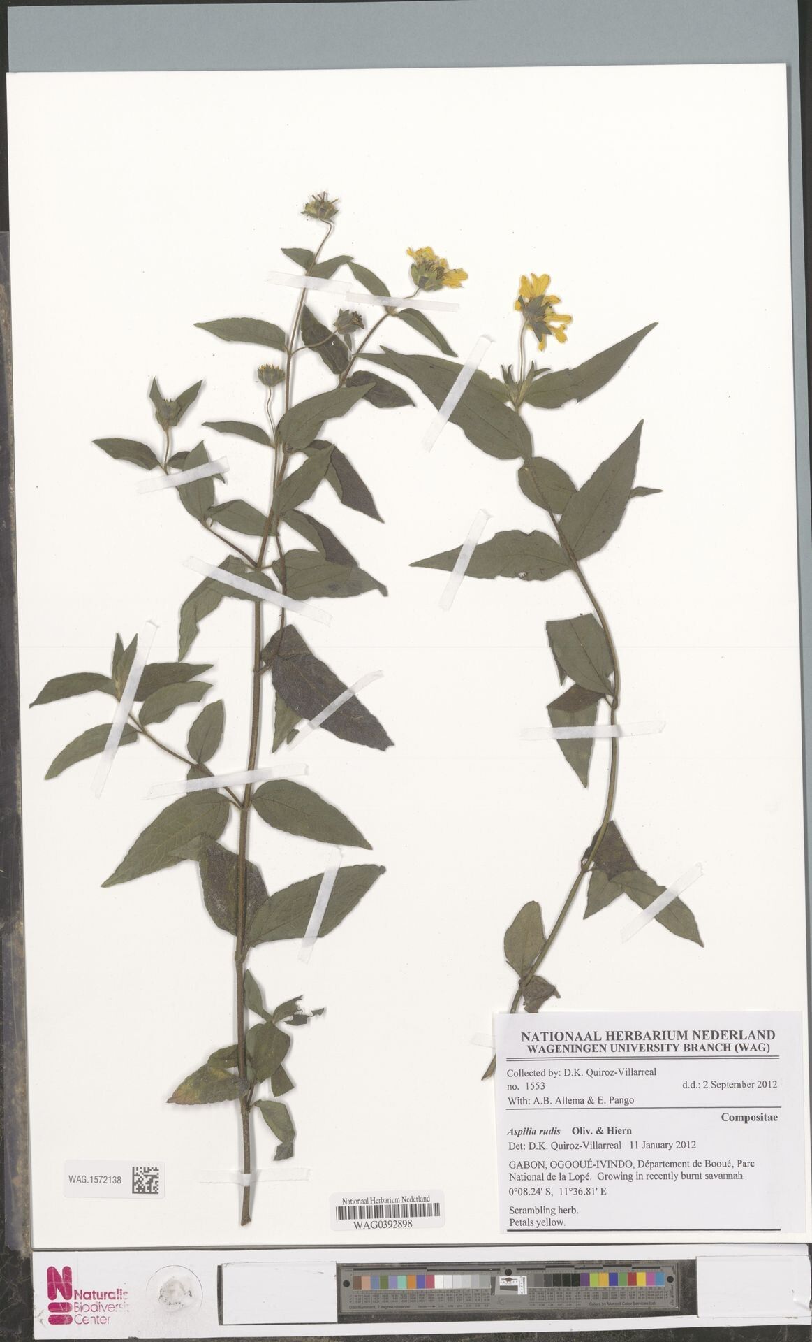 Aspilia rudis — search result for 'Aspilia'