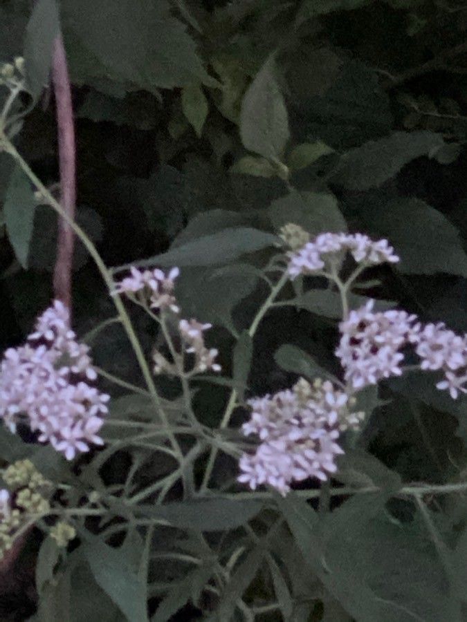 Parthenium integrifolium — related species from the same genus