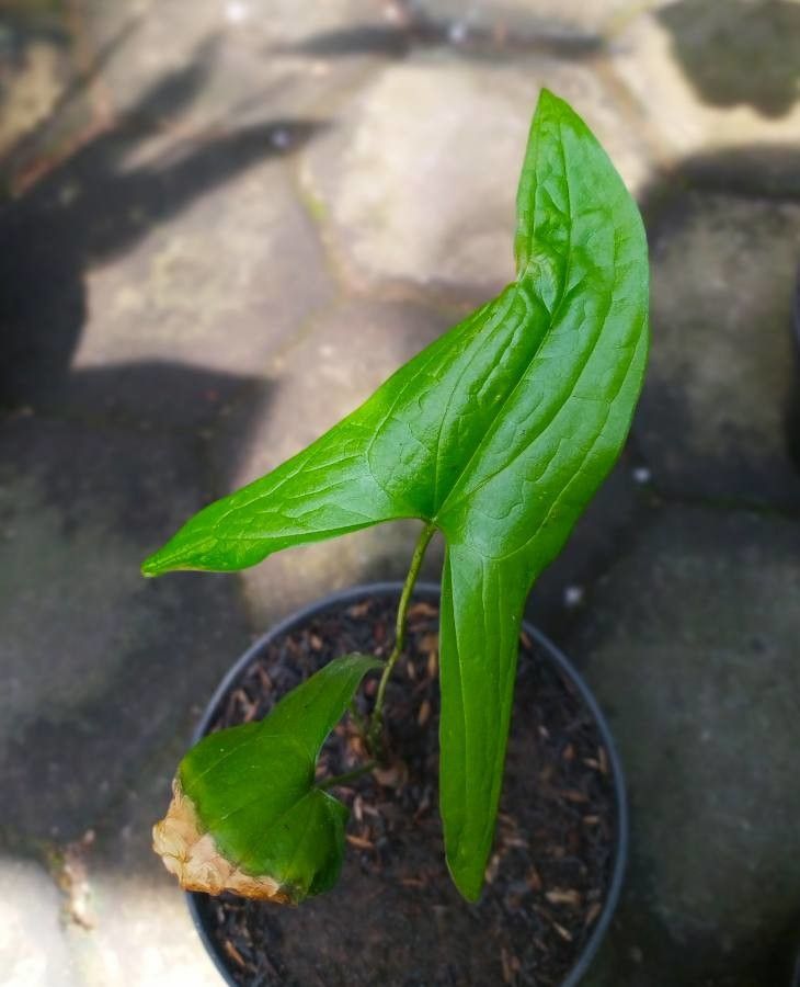 Podolasia stipitata — houseplant care guide