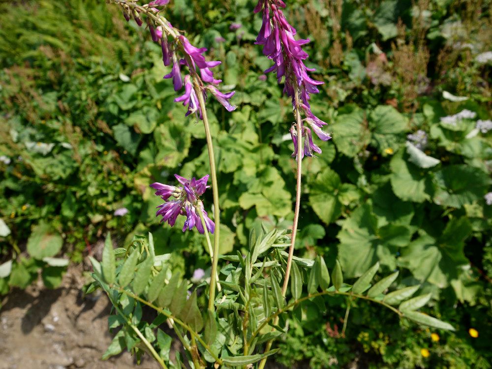 Hedysarum brigantiacum habit