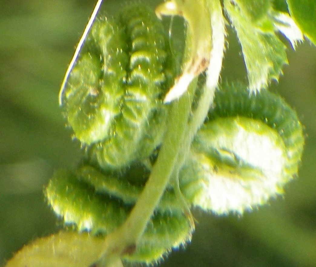 Medicago rugosa fruit