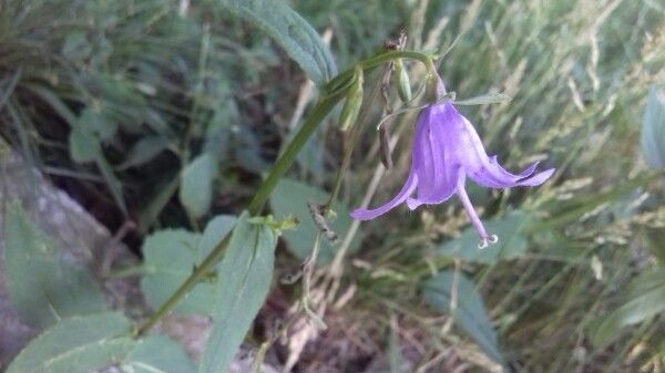 Campanula patula — search result for 'Campanula'
