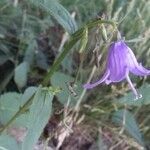 Campanula patula
