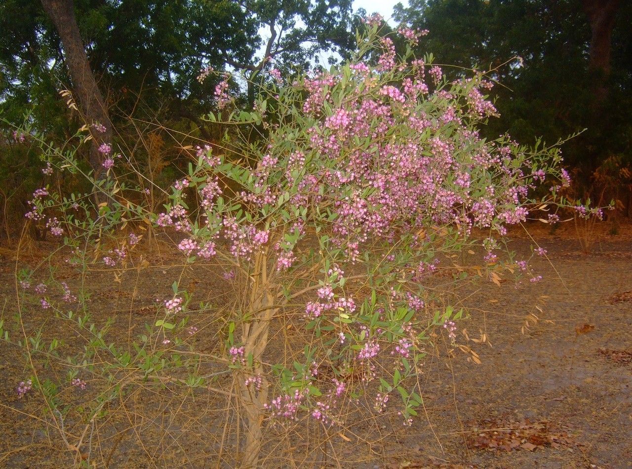 Securidaca longipedunculata habit