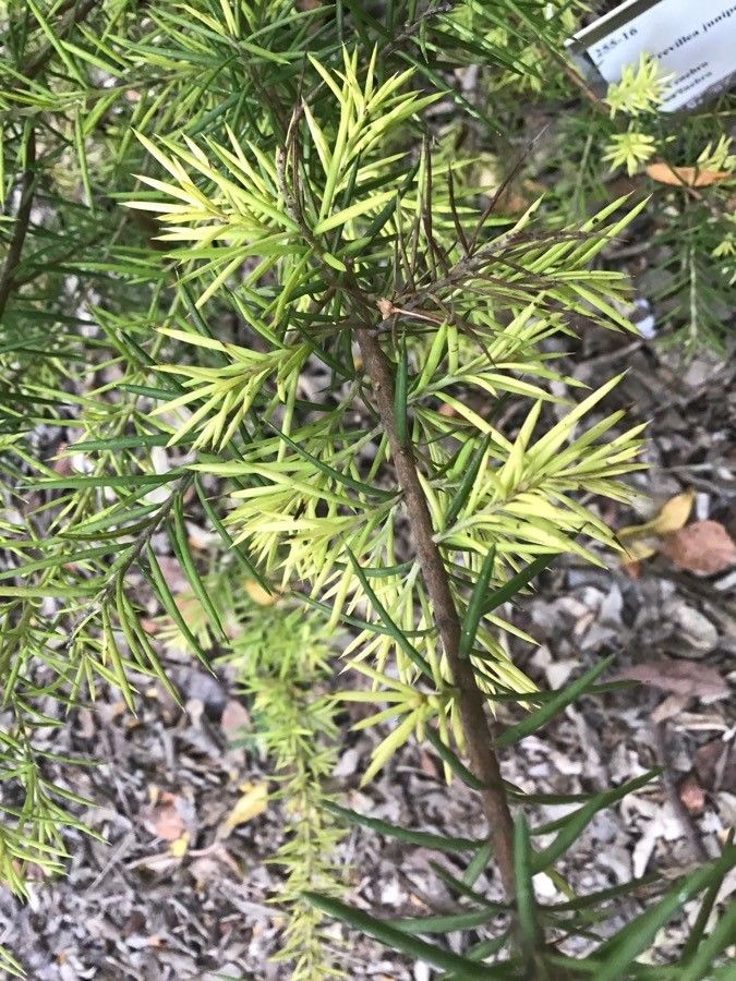 Grevillea juniperina — search result for 'Proteaceae'