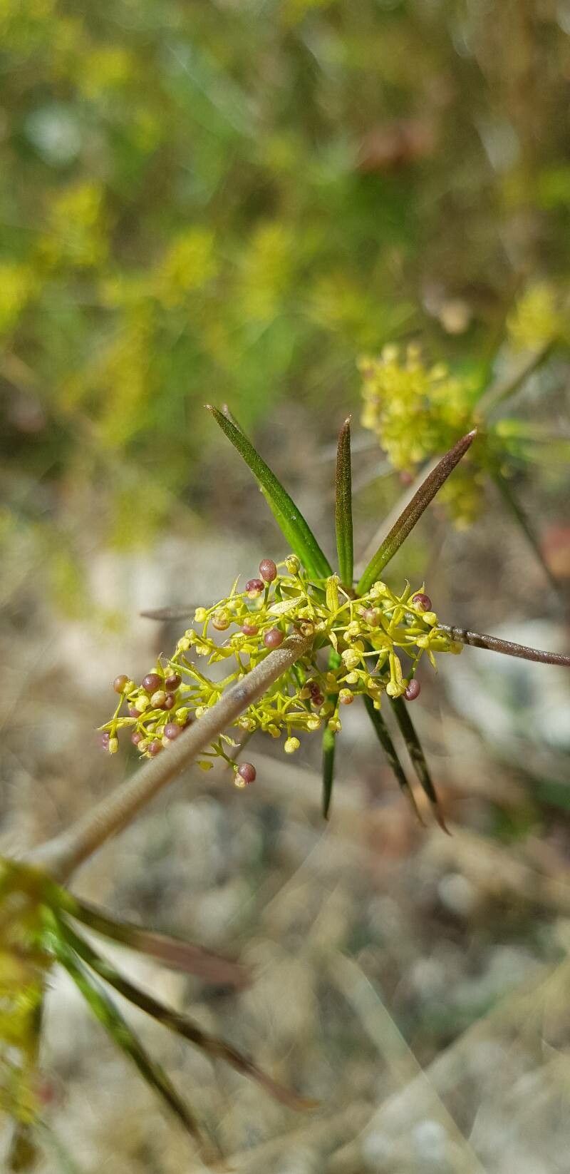Galium verum fruit