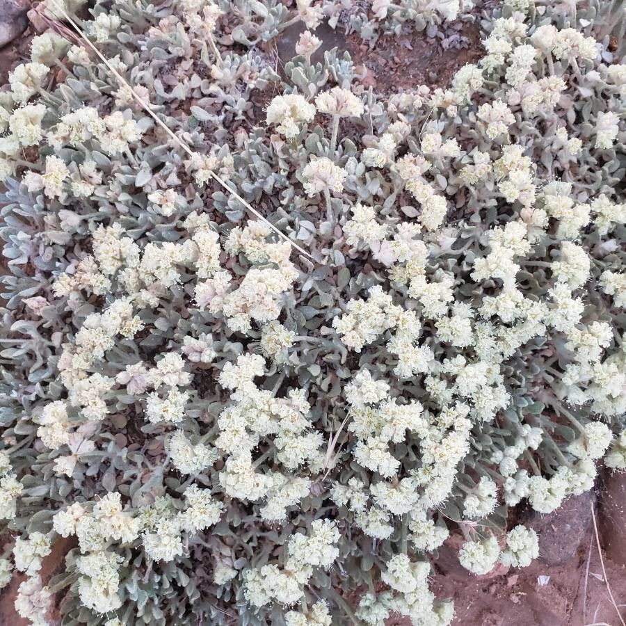 Eriogonum shockleyi flower