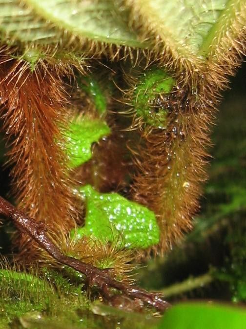Clidemia taurina fruit