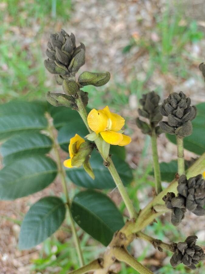 Centrolobium robustum flower
