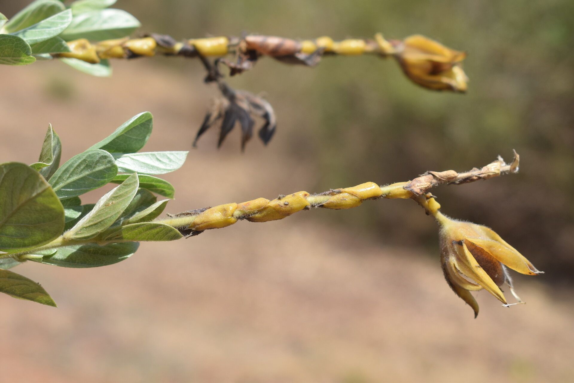Crotalaria pulchra flower