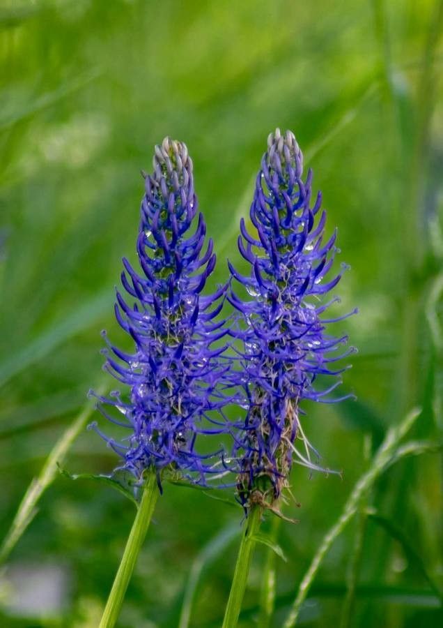 Phyteuma betonicifolium flower