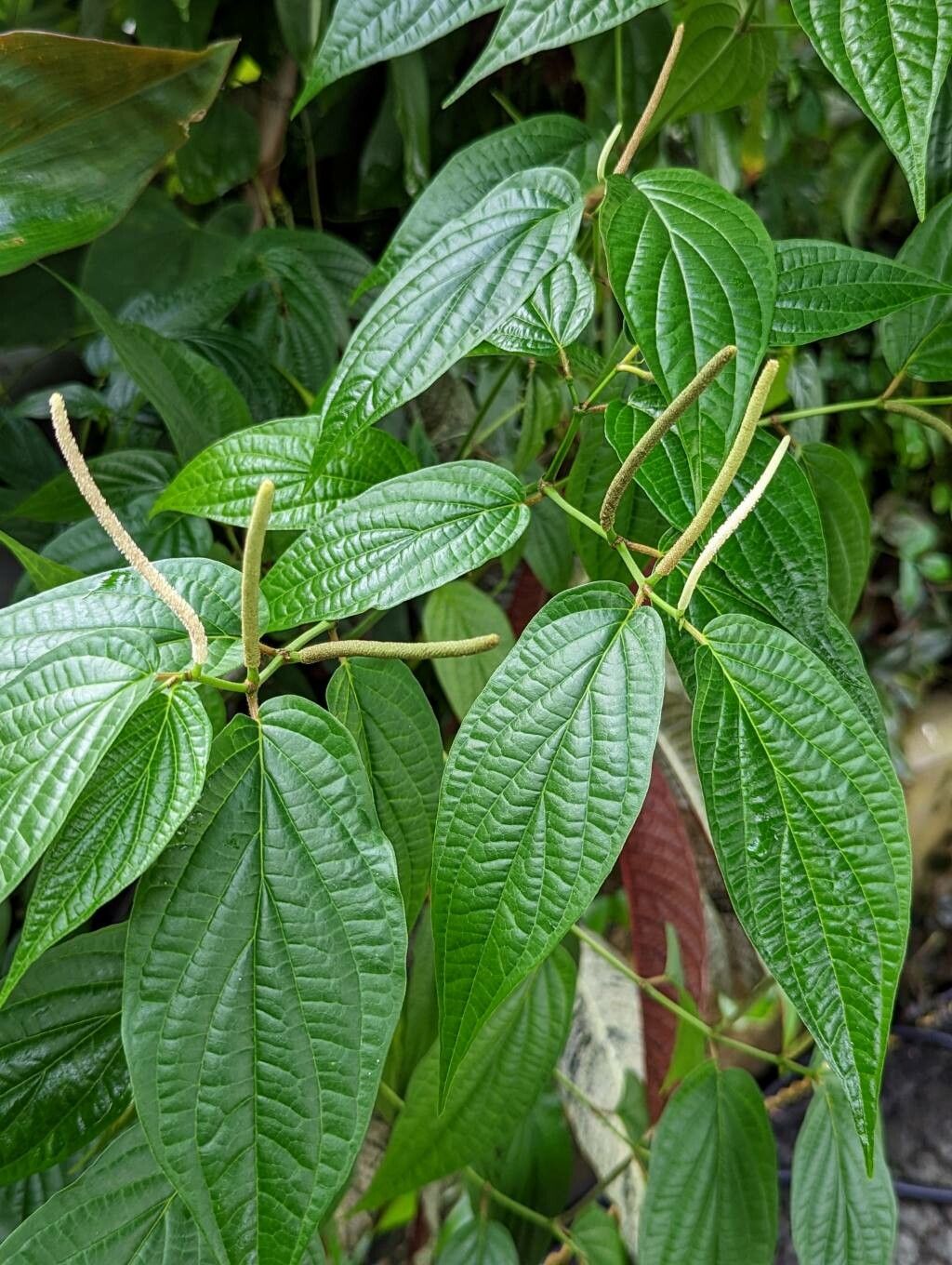 Piper dolichotrichum — houseplant care guide