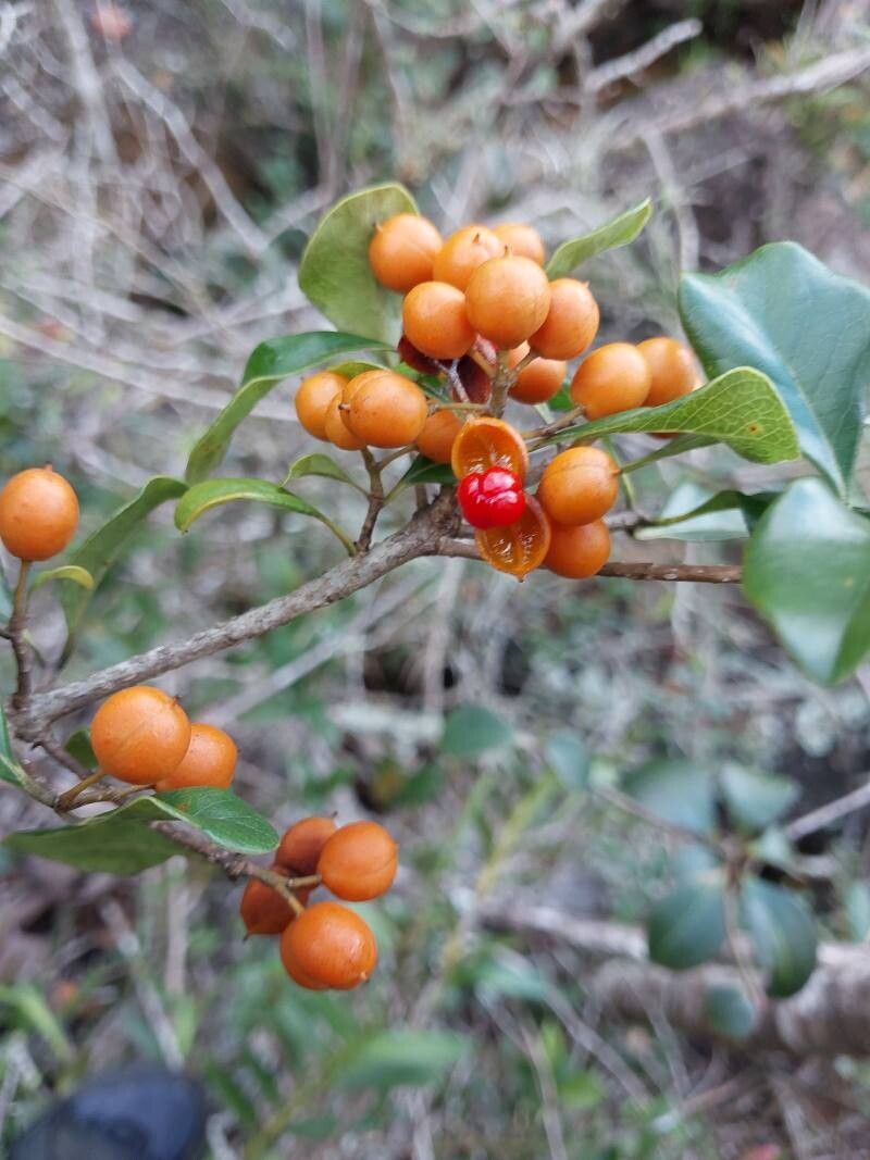 Pittosporum stenopetalum fruit
