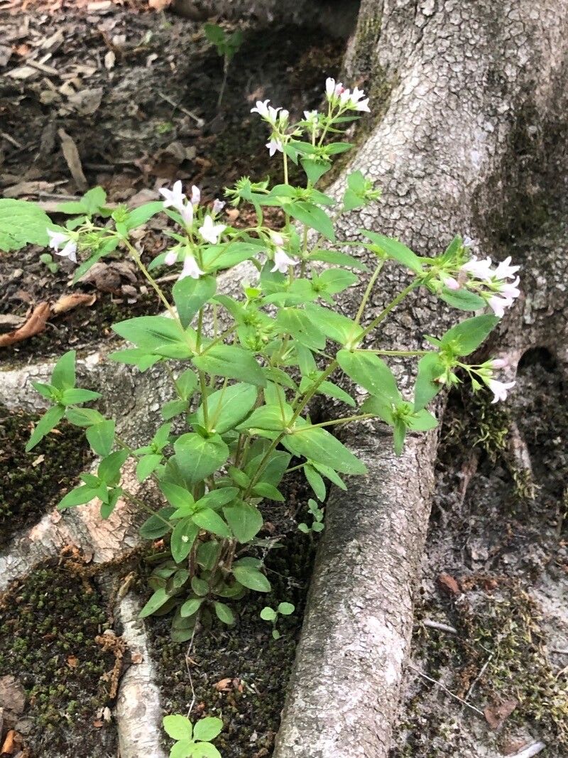 Houstonia purpurea habit