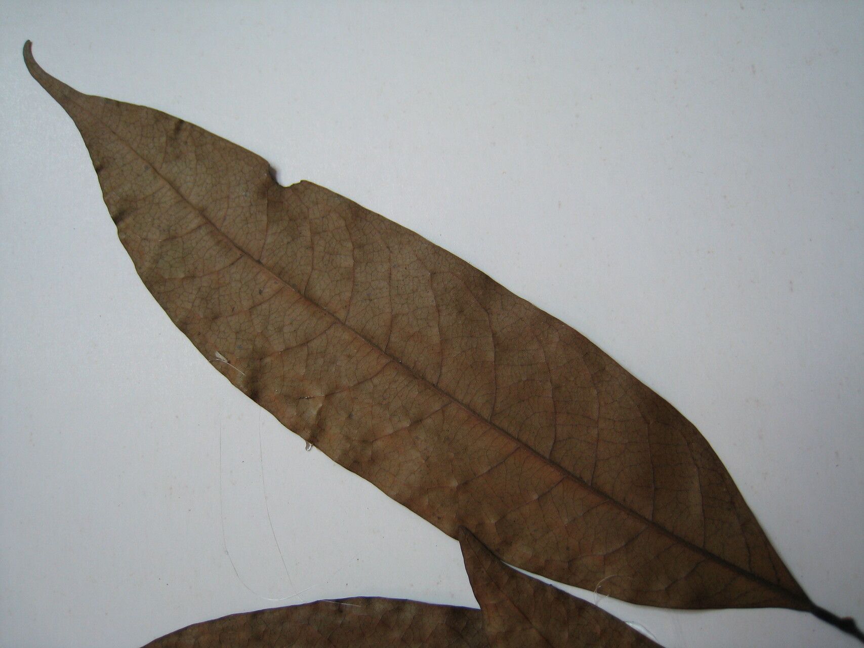 Unonopsis perrottetii other