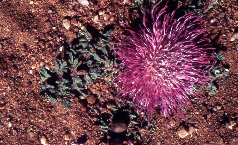 Rhaponticum acaule habit