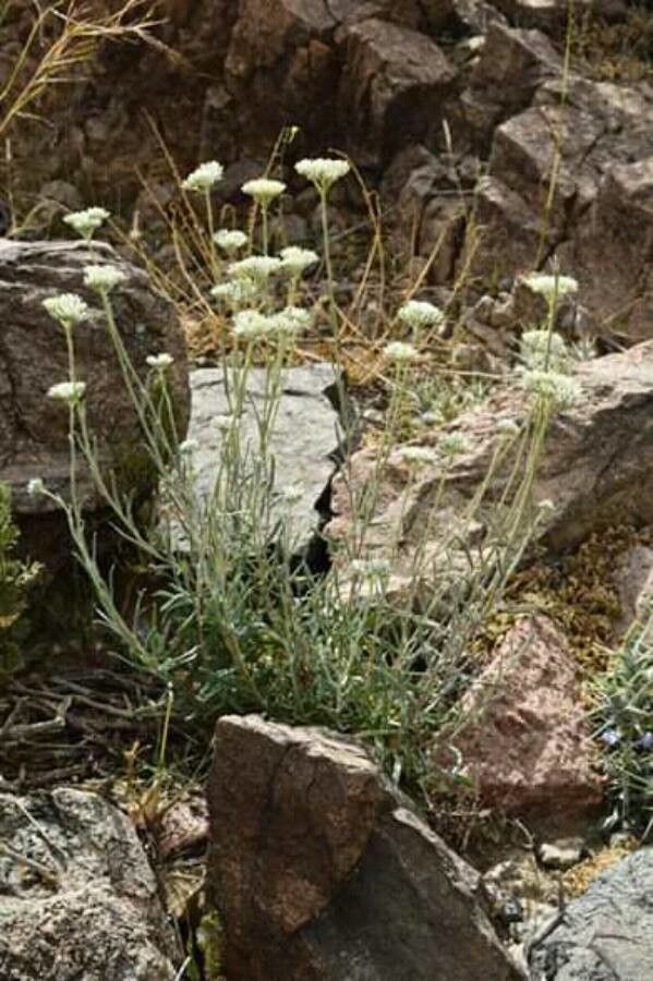 Helichrysum glumaceum flower