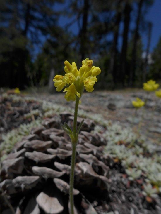 Eriogonum libertini habit