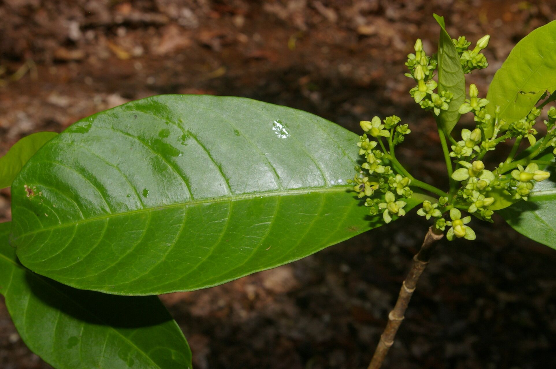 Tabernaemontana arborea flower
