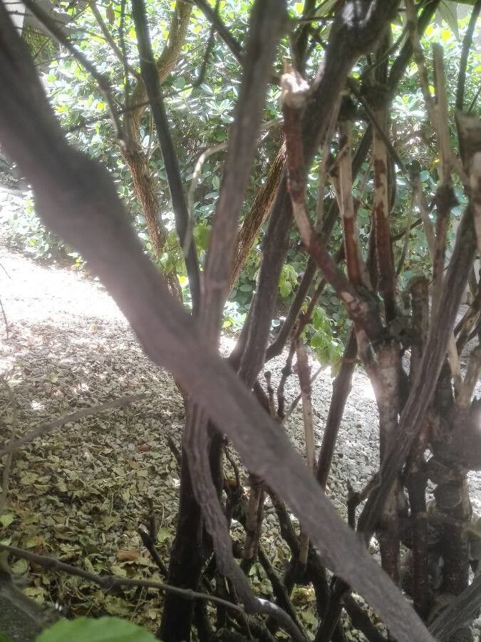 Justicia spicigera bark