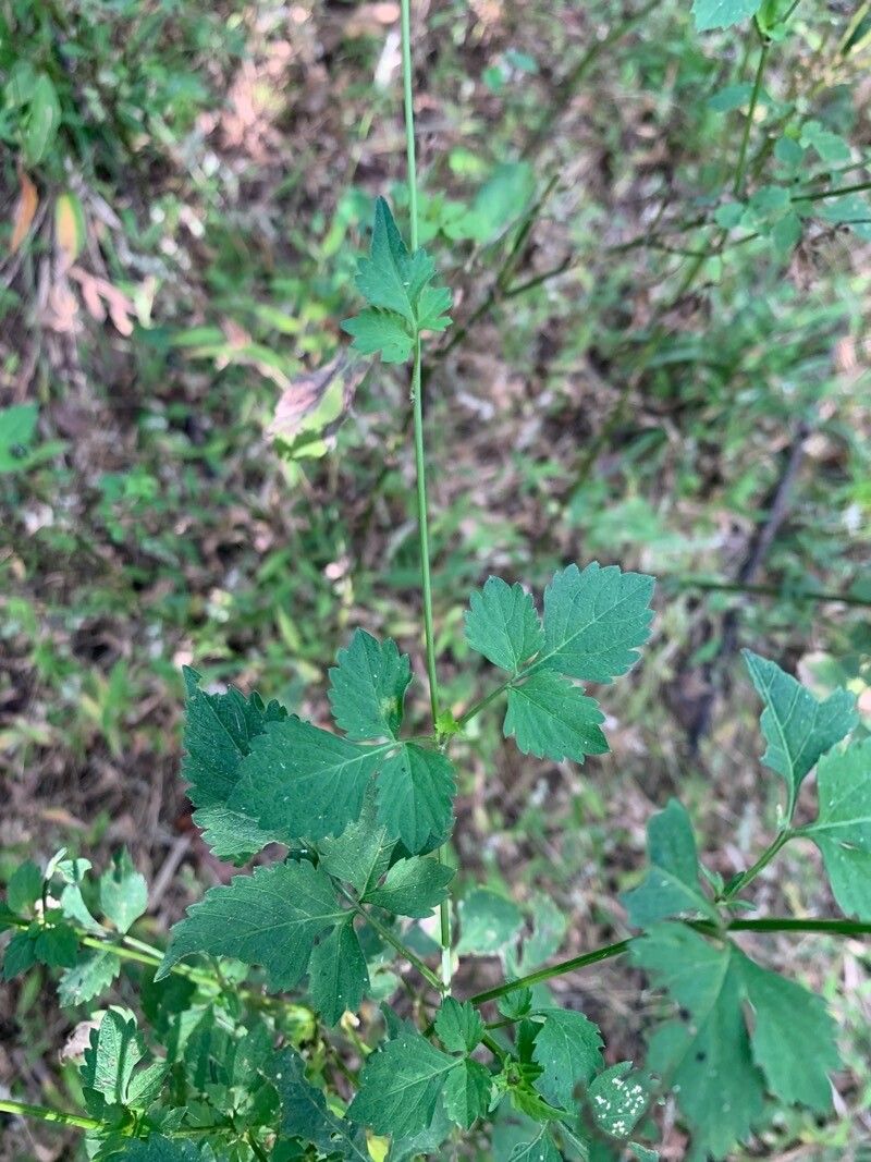 Bidens riparia — search result for 'Bidens'