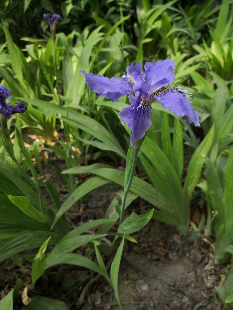 Iris tectorum habit