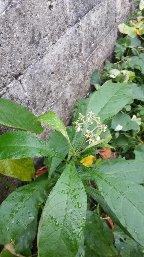 Solanum umbellatum — search result for 'Solanum'